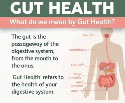 Illustration explaining how a gut health supplement works in the digestive system